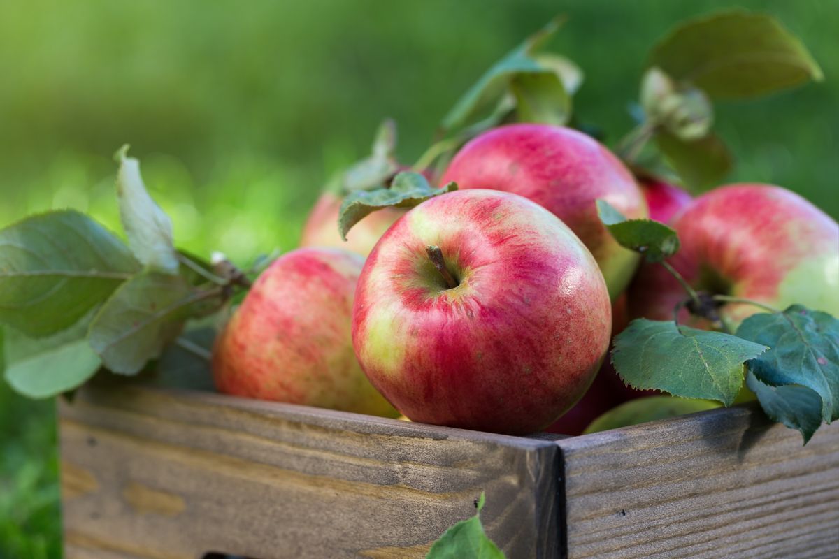 3. Apfel